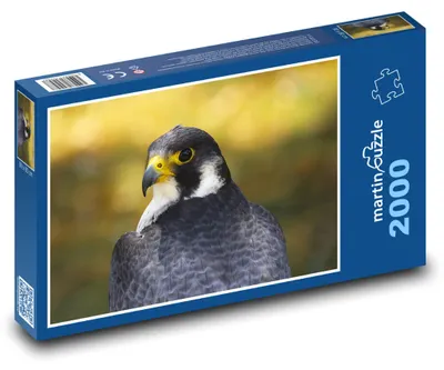 Obrázek produktu pro martinpuzzle - Puzzle 2000 - Gyrfalcon - sokol