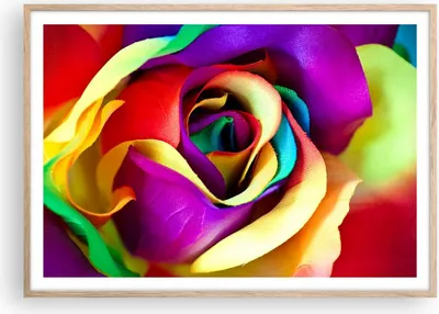 Produktbild von Gerahmtes Poster - Rahmen in heller Eiche - Blume Farbe Rose - 100x70 cm - Wand Bild - Wanddeko - Wandbilder - Wandposter - Bilderrahmen - Bilder - Kunstdruck - Wandbild - P2NAA100x70-3623