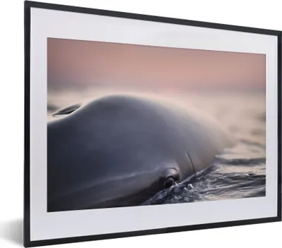 Produktbild von MuchoWow® MuchoWow® Gerahmtes Poster Delfin - Wasser - Nahaufnahme 40x30 cm - Poster mit zchwarzem Bilderrahmen - Bilderrahmen - Poster im Rahmen