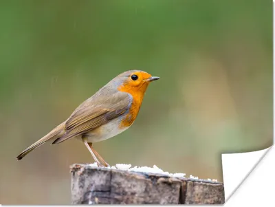 Produktbild von MuchoWow® Poster Tiere - Vogel - Rotkehlchen 120x90 cm - Wandbild