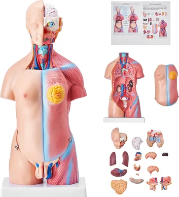 Produktbild von Menschliches Körpermodell, 23 Teile 455 mm, Menschlicher Torso Anatomie Modell Unisex Anatomisches Skelett Modell mit Abnehmbaren Organen, Pädagogisches Lehrmittel für Studenten, Lehrvorführung