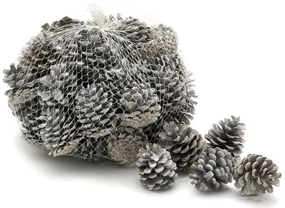 Produktbild von Schwarzkiefer-Zapfen in Weiß, 5-6cm, 1kg | Pinus nigra