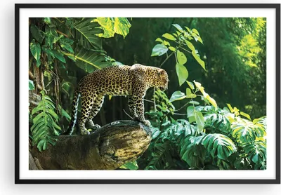 Produktbild von Gerahmtes Poster - Schwarzer Rahmen - Dschungel Leopard Panther - 91,5x61 cm - Wand Bild - Wanddeko - Wandbilder - Kunstposter - Wandposter - Bilderrahmen - Bilder - Kunstdruck - P2BAA91x61-4502