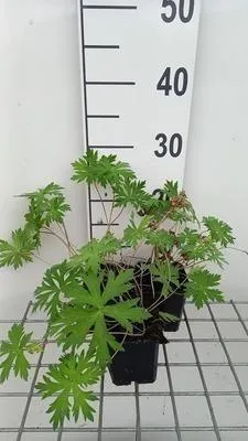 Obrázok produktu pre 6 x Geranium hybr. 'Spinners' - Žeriavovník - kvetináč 9 x 9 cm