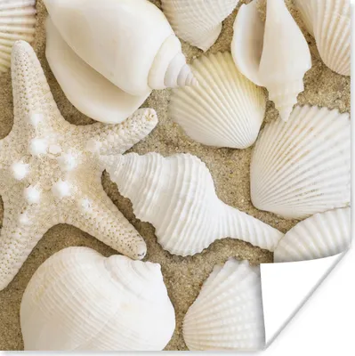Produktbild von MuchoWow® Poster Muschel - Strand - Weiß 50x50 cm - Wohnzimmerdekoration