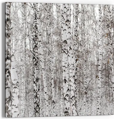 Produktbild von DEQORI Glasbild Echtglas 30x30 cm 'Birkengeheimnis' Wandbild Bild modern Deko
