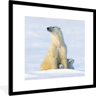 Produktbild von MuchoWow® Gerahmtes Poster Eisbär - Schnee - Jungtiere 40x40 cm - Poster mit Schwarzem Bilderrahmen Wandposter Rahmen Foto Bilder - Poster - Plakat im Rahmen