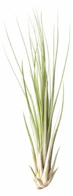 Produktbild von Tillandsia juncea S ca. 18 cm – Luftpflanze ohne Erde – Pflegeleichte Tillandsie für Deko, Terrarium & Geschenk – inkl. Pflegeanleitung – nachhaltig verpackt