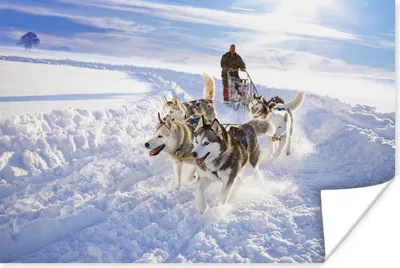 Produktbild von MuchoWow® Poster Huskys für Hundeschlitten 90x60 cm - Schlafzimmer