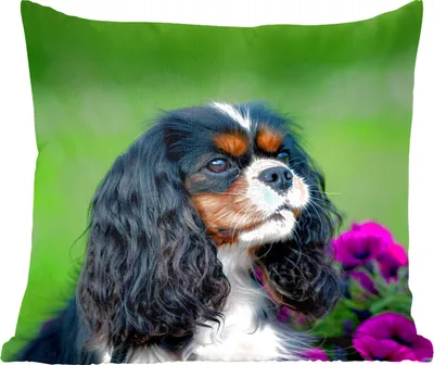 Produktbild von MuchoWow® Zierkissen Sofakissen Wohnzimmer Dekokissen 60x60 cm Cavalier King Charles Spaniel mit lila Blumen - Sitzfläche - Foto Polster
