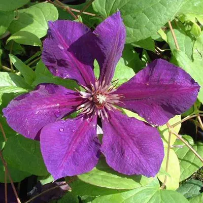 Produktbild von 2 x  Waldrebe  - Clematis 'Gipsy Queen'  | 50-60 cm in Container