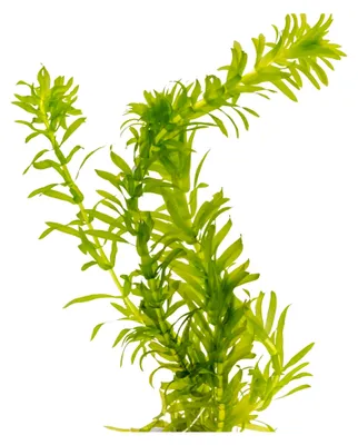 Produktbild von 1 Portion Dichtblättrige Wasserpest, Egeria densa, Wasserpflanze für Urzeitkrebsbecken, Teich und Aquarium, pflegeleicht und schnellwachsend