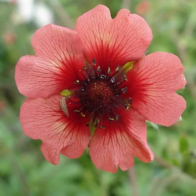Obrázok produktu pre 6 x kvetina Potentilla nepalensis 'Miss Willmott'  | Kvetináč 9 cm x 9 cm