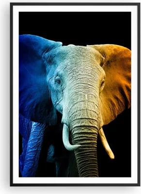 Produktbild von Gerahmtes Poster - Schwarzer Rahmen - Bunt Elefant Fotografie - 70x100 cm - Wand Bild - Wanddeko - Wandbilder - Kunstposter - Wandposter - Bilderrahmen - Bilder - Kunstdruck - P2BPA70x100-4768