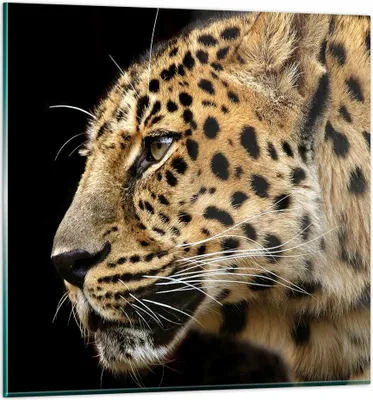 Produktbild von Bilder auf glas - Tiere Leopard wilde Katze wilde Tiere - 70x70cm - Glasbilder - Wandbilder - Kunstdruck - Wanddekoration aus Glas - Glas Bilder - Wandbild auf Glas - GAC70x70-0433