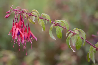 Zdjęcie produktu dla Fuchsia magellanica 'Tom Thumb', fuksja karłowata, dwukolorowa, doniczka ok. 11x11 cm