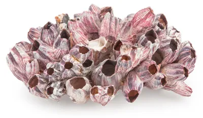 Produktbild von Aquarium Deko Muszla Barnacle Naturdekoration für Zierfische, natürliche Optik, Ø 20-25 cm für Süßwasserbecken