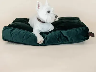 Obrázok produktu pre Kentucky Dogwear Zamatový vankúš pre psa