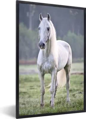 Produktbild von MuchoWow® MuchoWow® Gerahmtes Poster Pferd - Licht - Morgen 20x30 cm - Poster mit zchwarzem Bilderrahmen - Drucken - Bilder Poster im Rahmen