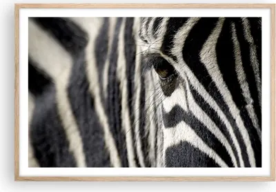 Produktbild von Gerahmtes Poster - Rahmen in heller Eiche - Zebra Streifen Tierwelt Safari - 91,5x61 cm - Wand Bild - Wanddeko - Wandbilder - Wandposter - Bilderrahmen - Bilder - Kunstdruck - Wandbild P2NAA91x61-2195