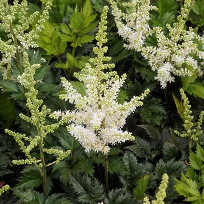 Productafbeelding van 6 x Prachtspirea 'Professor Van Der Wielen' - Astilbe thunbergii 'Professor Van Der Wielen' | Pot van 9x9 cm