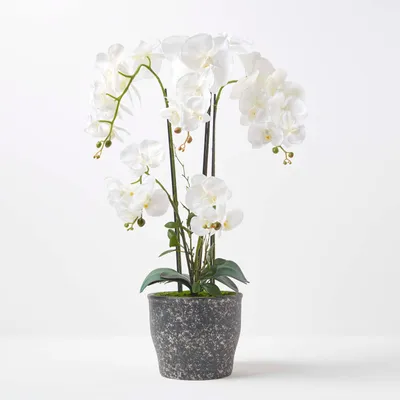 Produktbild von HOMESCAPES Künstliche weiße Phalaenopsis-Orchidee im dunkelgrauen Keramik-Topf, 82 cm
