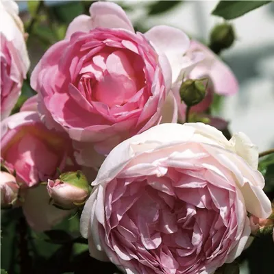 Produktbild von 2 x  Rosa  - Kletternde Rose Kordes - Rosa 'Jasmina'®