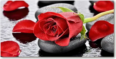 Produktbild von Tulup® Glas-Bild - 100x50 -Wandkunst - Wandbild hinter gehärtetem Sicherheitsglas  - Blumen & Pflanzen - Rote Rose - Rot