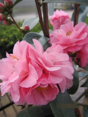 Produktbild von Japanische Kamelie Spring Festival - Camellia cuspidata Spring Festival