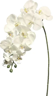 Produktbild von artplants.de Dekozweig Phalaenopsis Orchidee JUANRU, weiß, 100 cm - Künstliche Stielblume