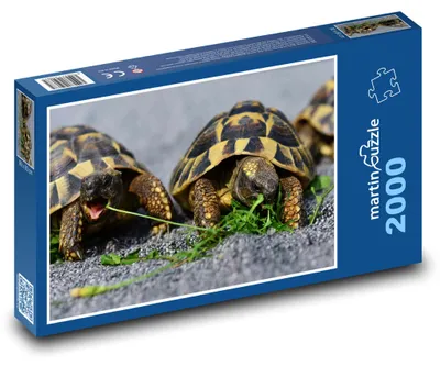 Zdjęcie produktu dla Puzzle 2000 Żółwie w naturze - martinpuzzle