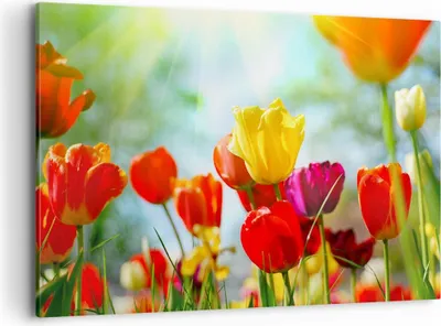 Produktbild von Bild auf Leinwand - Leinwandbild - Tulpe Blume Plantage Wiese - 120x80cm - Wand Bild - Wanddeko - Leinwanddruck - Bilder - Kunstdruck - Wanddekoration - Leinwand bilder - Wandkunst - AA120x80-2566