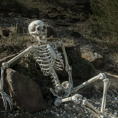 Produktbild von Halloween Skelett, 150 cm - Gruseldekoration - beweglich