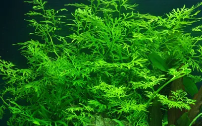 Produktbild von Aquarium Pflanze Ceratopteris thalictroides AquaOne Nr.305A Wasserpflanzen