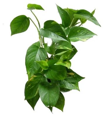 Produktbild von Epipremnum aureum (Goldpflanze) von Gardner, mit Kokosfasersäule, Durchmesser 17-19 cm