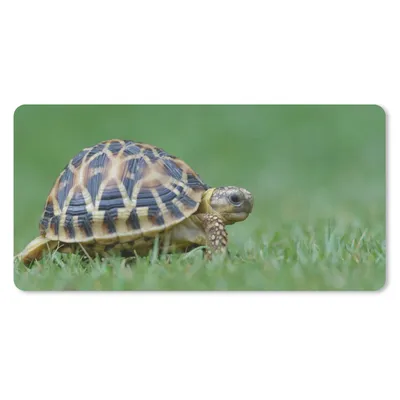 Produktbild von MuchoWow® Schreibtischunterlage Schildkröte im Gras 80x40 cm - XXL Mauspad - Gaming Mauspad