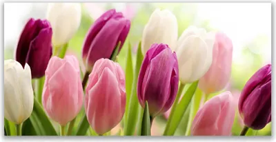 Produktbild von Glasbilder 120x60 Wandbild Druck auf Glas Tulpen Pflanzen