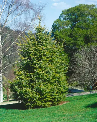 Produktbild von Picea abies 'Aurea', Gemeine Fichte, goldgelb, 60–70 cm