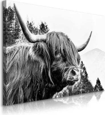 Produktbild von Muralo Leinwandbild Schottisches Hochlandrind KUH Bergen Natur 100x70 cm Wanddeko für Wohnzimmer