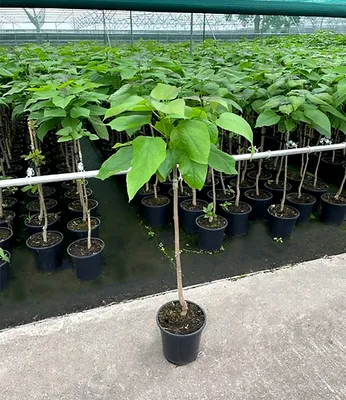 Produktbild von BALDUR Garten 1x Kugel-Trompetenbaum auf Stamm, Pflanze im 4 Liter-Topf, duftende Blätter die Insekten fern halten, trockenresistent, winterhart, pflegeleicht, blühend, Catalpa bignonioides