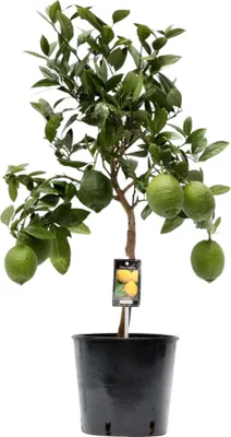 Produktbild von Trendyplants - Citrus Lemon - Zitronenbaum - Gartenpflanze - Höhe 70-90 cm - Topfgröße Ø22cm