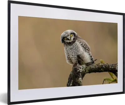 Produktbild von MuchoWow® MuchoWow® Gerahmtes Poster Jungtiere - Sperberkauz - Zweig 60x40 cm - Poster mit zchwarzem Bilderrahmen - Schlafzimmer - Plakat in Rahmen - Drucken