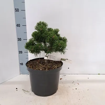 Zdjęcie produktu dla Pinus mugo 'March' – sosna karłowata | 25–30 cm w doniczce
