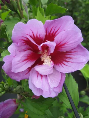 Produktbild von Hibiscus syriacus Purple Pillar (S) - Garteneibisch - 80-100