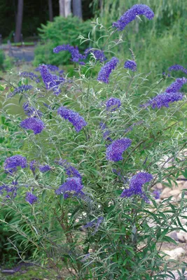 Produktbild von Buddleja davidii 'Nanhoensis', Schmetterlingsflieder, 40–60 cm