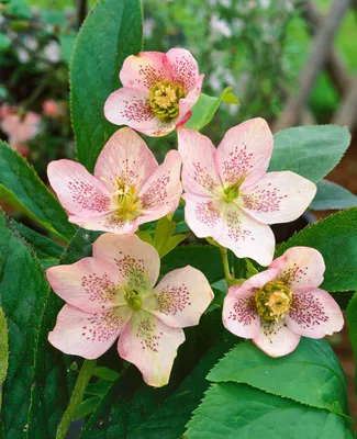 Produktbild von Helleborus x sternii, Nieswurz, immergrün, ca. 11x11 cm Topf