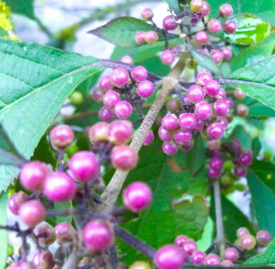 Obrázok produktu pre Callicarpa bodinieri 'Profusion' 40 - 60 cm