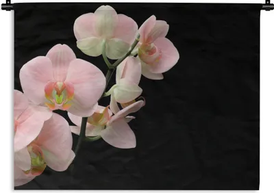 Produktbild von MuchoWow® Wandteppich Wandbehang Orchidee - Blumen - Rosa - Stilleben - Flora 120x90 cm Tapisserie Dekoration Wandtuch - Wohnen - Aufhänger für die Wand