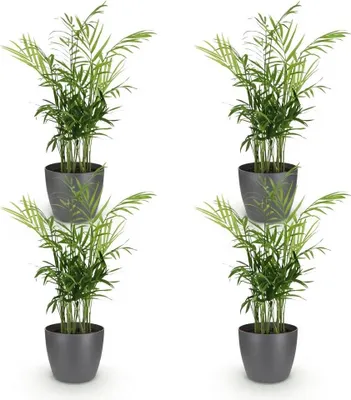 Zdjęcie produktu dla Zestaw 4 roslin Chamaedorea elegans w szarych doniczkach o srednicy 12cm