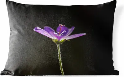 Produktbild von MuchoWow® Outdoor Kissen - Eine lila Geranie auf schwarzem Hintergrund - 60x40 cm - Wetterfest - Lounge Kissen - Zierkissen - Kissen für Innenräume